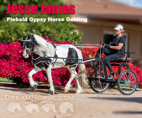 Horse ID: 2212303 Jesse James
