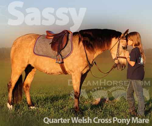 Horse ID: 2212514 Sassy