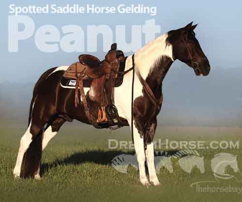 Horse ID: 2212516 Peanut