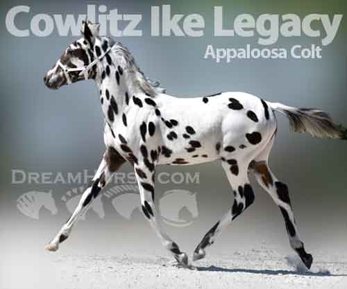 Horse ID: 2212843 Cowlitz Ike Legacy