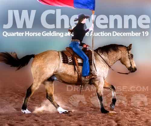 Horse ID: 2213131 JW Cheyenne