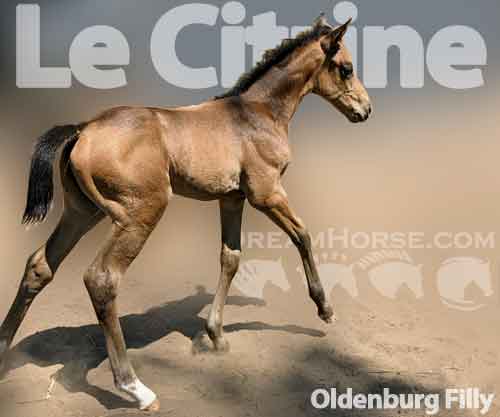 Horse ID: 2213243 Le Citrine