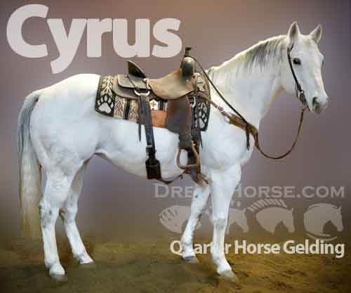 Horse ID: 2213253 Cyrus