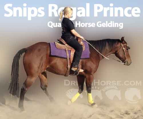 Horse ID: 2213262 Snips Regal Prince