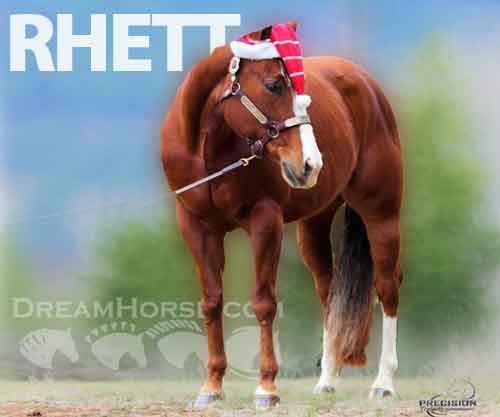 Horse ID: 2213309 RHETT