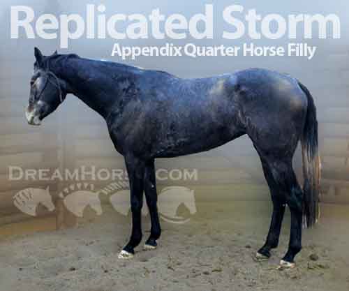 Horse ID: 2213556 Replicated Storm
