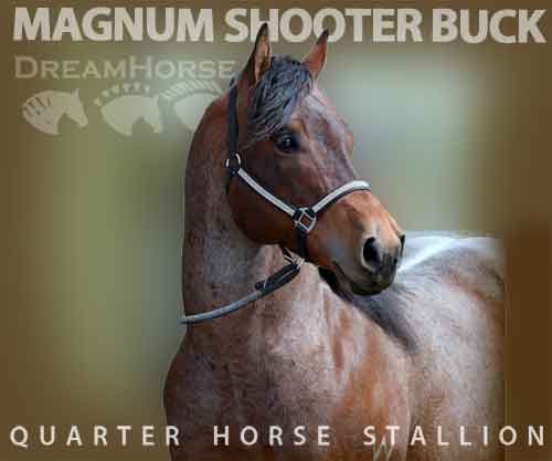 Horse ID: 2213597 MAGNUM SHOOTER BUCK