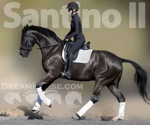 Horse ID: 2213630 Santino II