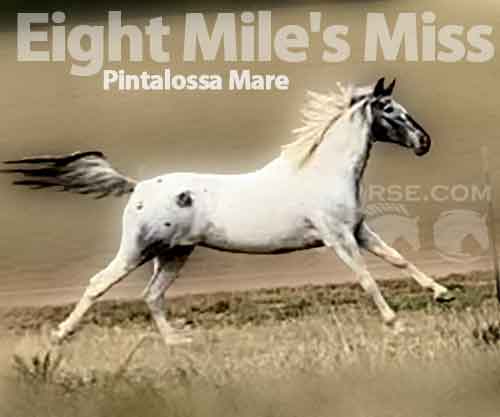 Horse ID: 2213801 Eight Mile's Miss Dixie