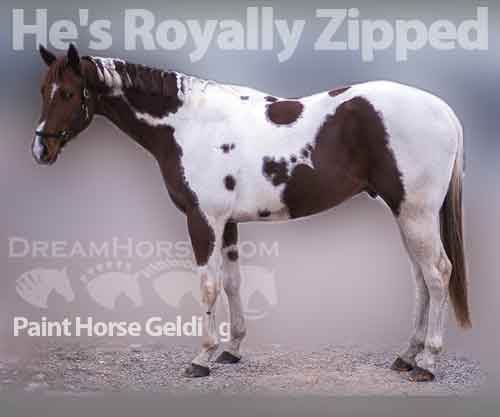 Horse ID: 2214003 He's Royally Zipped