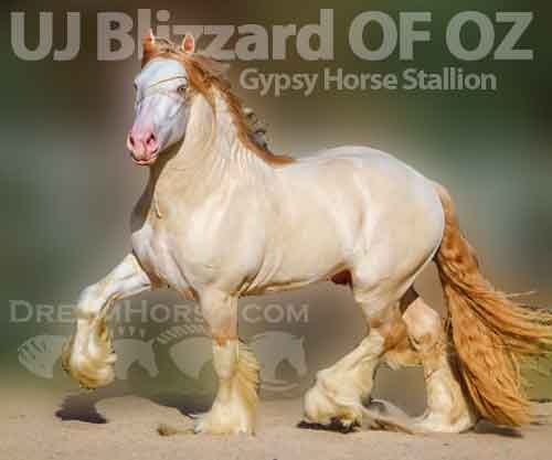 Horse ID: 2214310 Gorgeous Gypsy Stallion