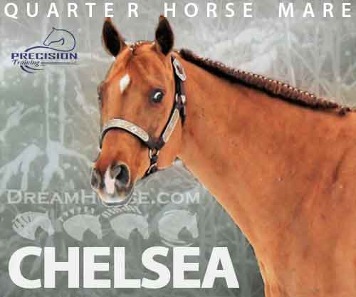 Horse ID: 2214332 CHELSEA