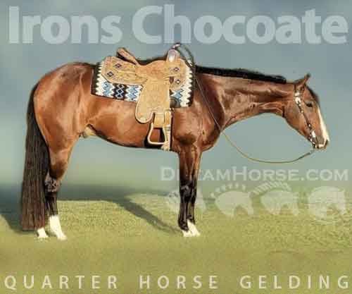 Horse ID: 2214506 Irons Chocoate