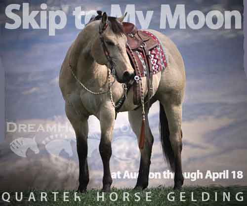 Horse ID: 2220063 Skip to My Moon