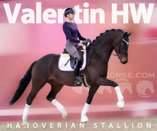 Horse ID: 2222054 Valentin HW @ www.HWfarm.com