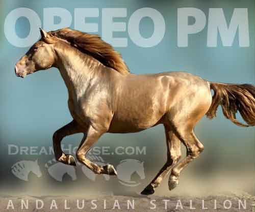 Horse ID: 2222753 Orfeo PM