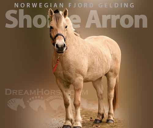 Horse ID: 2224977 Shome Arron
