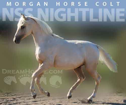 Horse ID: 2225693 NSS Nightline
