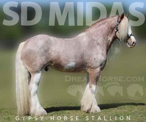Horse ID: 2225776 SD Midas