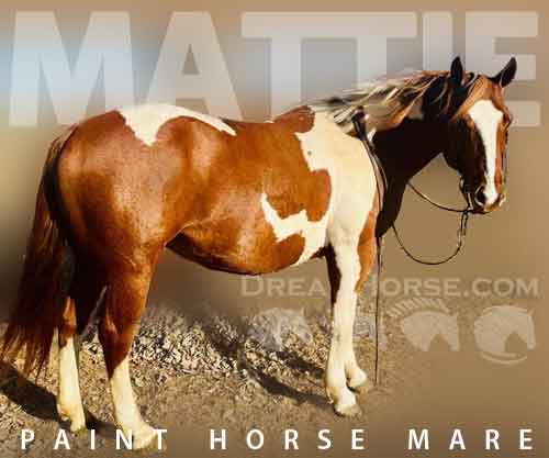 Horse ID: 2226317 Mattie