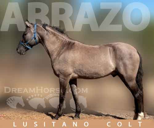 Horse ID: 2227439 Abrazo