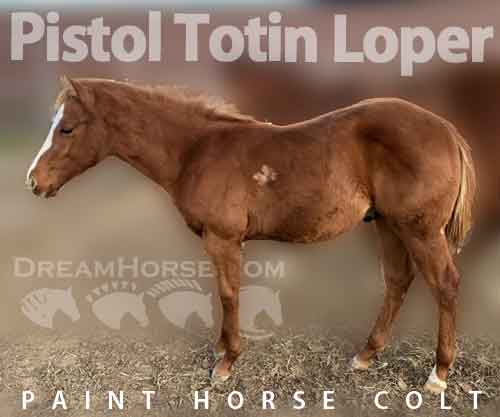 Horse ID: 2228282 Pistol Totin Loper