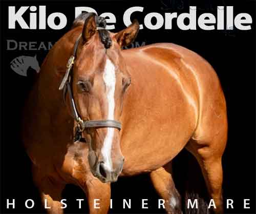 Horse ID: 2229486 Kilo De Cordelle