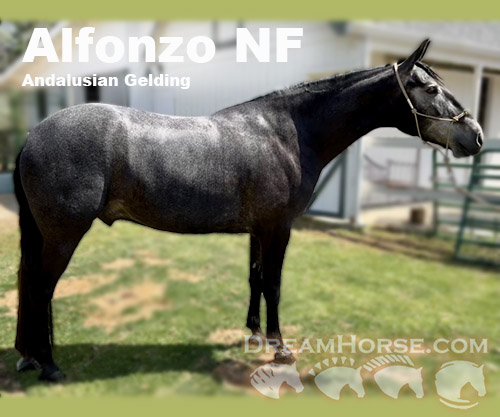 Horse ID: 2229788 Alfonzo NF