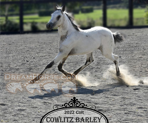 Horse ID: 2230721 Cowlitz River Barley