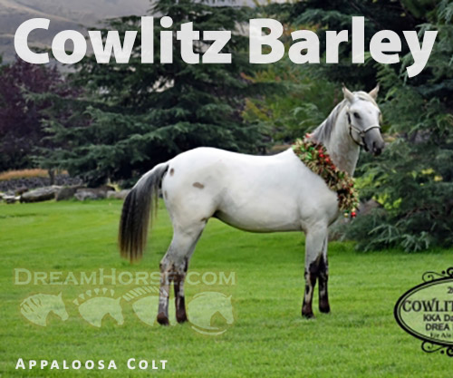 Horse ID: 2230721 Cowlitz  Barley