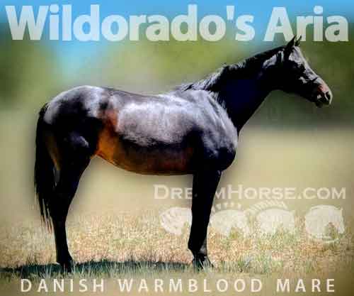 Horse ID: 2230854 Wildorado's Aria