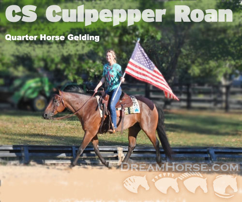 Horse ID: 2231402 CS Culpepper Roan
