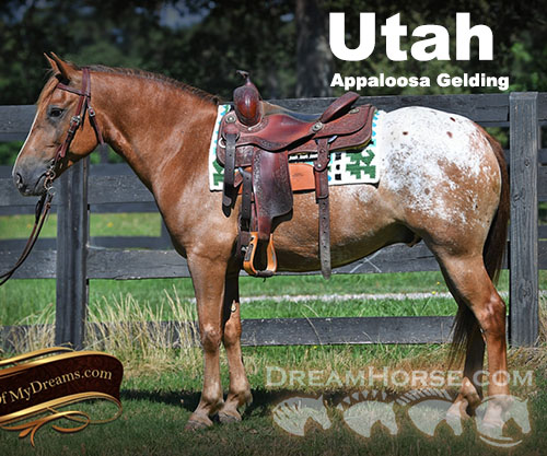 Horse ID: 2232539 Utah