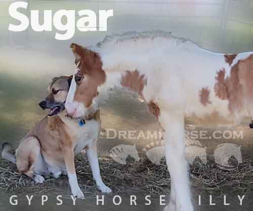 Horse ID: 2233000 GHRA filly “Sugar”