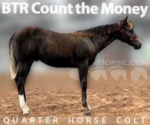 Horse ID: 2233494 BTR Count the Money