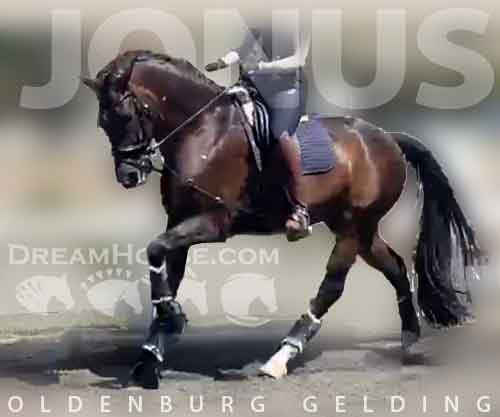 Horse ID: 2234373 Jonus