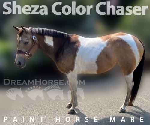 Horse ID: 2235482 Sheza Color Chaser