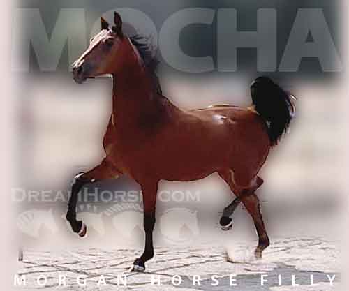 Horse ID: 2235491 ATMF Whirlwind Romance