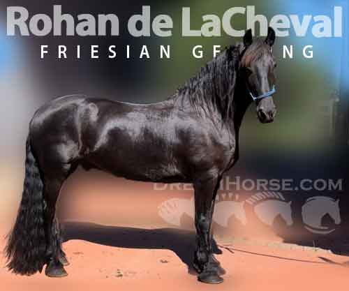 Horse ID: 2236174 Rohan de LaCheval