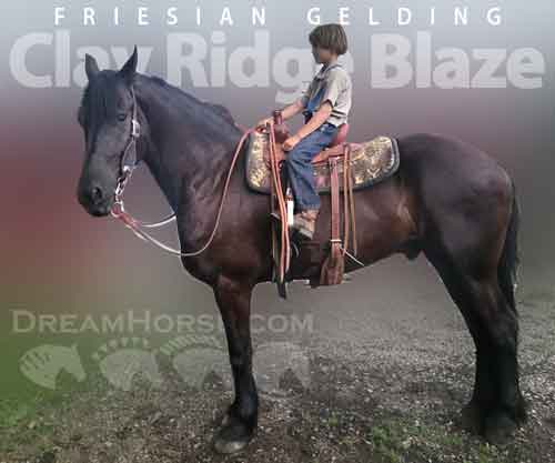 Horse ID: 2236579 Clay Ridge Blaze