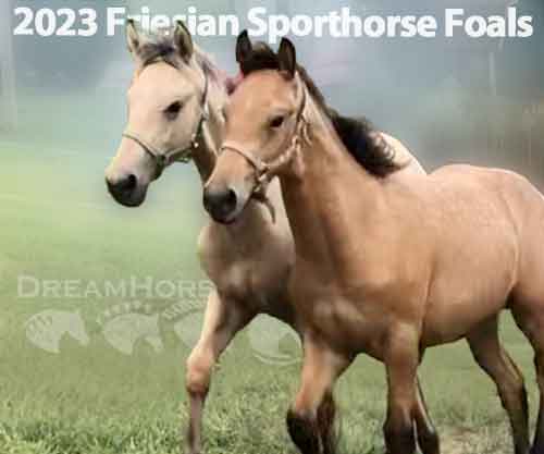 Horse ID: 2236750 2023 Friesian Sporthorse Foals