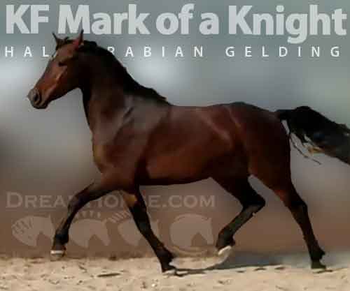 Horse ID: 2239813 KF Mark of a Knight