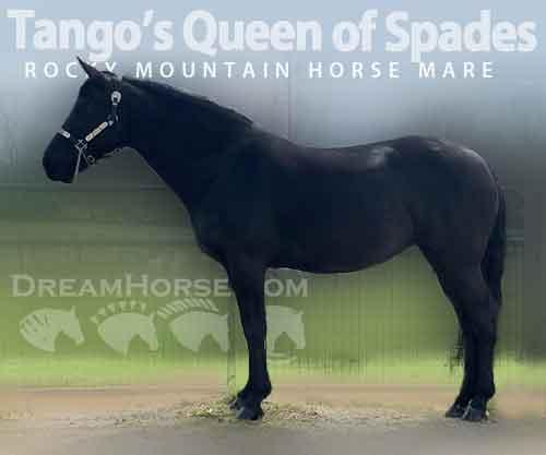 Horse ID: 2240842 Tango’s Queen of Spades