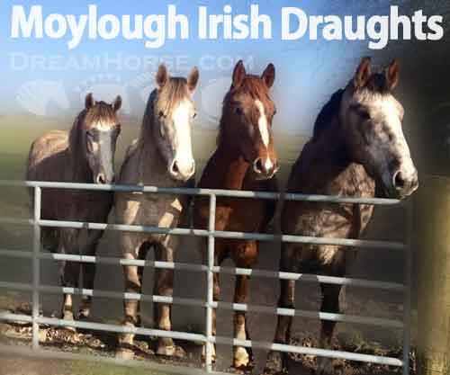 Horse ID: 2240868 Moylough Irish Draughts