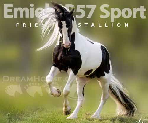 Horse ID: 2241403 Emiel BP57 Sport