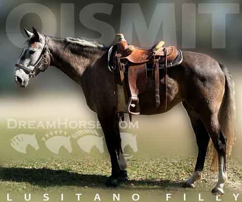 Horse ID: 2242135 Qismit