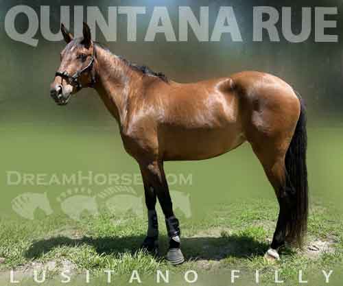 Horse ID: 2242490 Quintana Rue