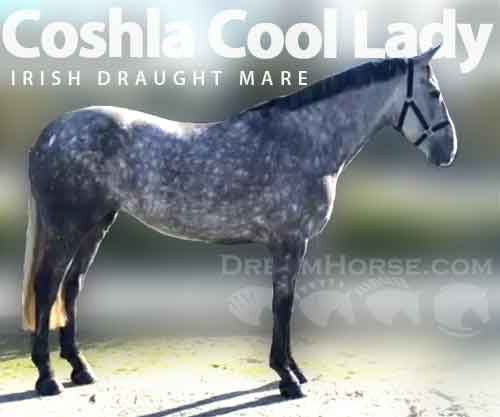 Horse ID: 2243206 Coshla Cool Lady