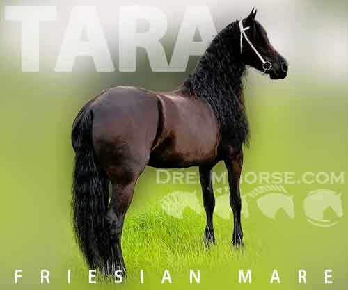 Horse ID: 2243556 TARA
