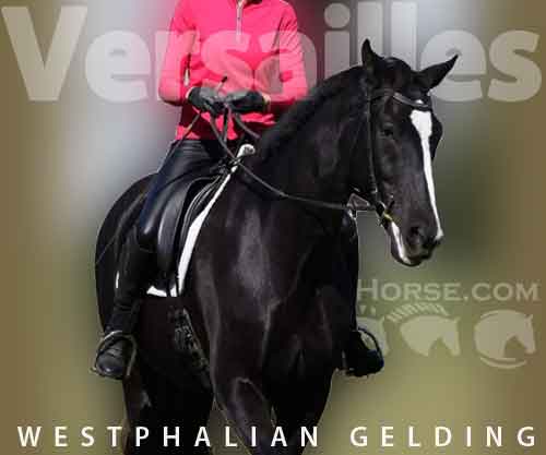 Horse ID: 2243789 Versailles